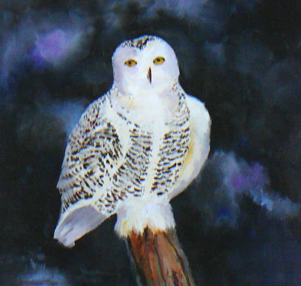 Joyce Condry | Night Owl | 18x18 | $520