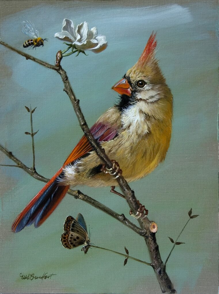 W. Scott Broadfoot | Female Cardinal | Oil | 8x10 | Sold